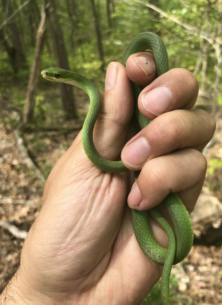 Rough Green Snake